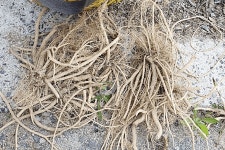 한 뿌리에 수천만 원?... 봉황 닮은 산약초, 무턱대고 먹으면 간에... 오토트리뷴 한 뿌리에 수천만 원?... 봉황 닮은 산약초, 무턱대고 먹으면... 