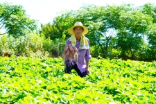 편의점 90억 매출 신화... 국민 최애 간식, 올해는 3만 4000톤 수확 < 사회 < 이슈 < 기사본문 - 오토트리뷴 편의점 90억 매출 신화... 국민... 