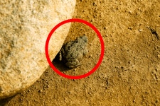 왕궁에 이게 왜?... 멸종위기 야생동물, 복원 사업 추진 중 포착돼 발칵 < 사회 < 기사본문 - 오토트리뷴 왕궁에 이게 왜?... 멸종위기 야생동물... 