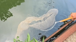 한국 저수지에서 발견... 무려 2m 민물 거대 생명체의 정체는? < 사회 < 이슈 < 기사본문 - 오토트리뷴 한국 저수지에서 발견... 무려 2m... 