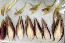 미식가들만 먹는 양하, 도대체 뭐길래? < 사회 < 뉴스 < 기사본문... 먹어야 할 제철 식재료... 미식가들만 먹는 양하, 도대체 뭐길래? - 오토트리뷴