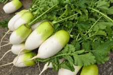 11월 제철 무, 검은색 반점의 충격 진실 < 생활 < 기사본문 - 오토트리뷴 주부 90%가 몰랐다... 11월 제철 무, 검은색 반점의 충격 진실... 