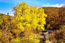 용문사와 반계리급 존재감, 350년 은행나무 명소는? < 여행 < 라이프 < 기사본문 - 오토트리뷴 단풍, 이제 시작... 용문사와 반계리급 존재감... 