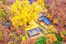 용문사와 반계리급 존재감, 350년 은행나무 명소는? < 여행 < 라이프 < 기사본문 - 오토트리뷴 단풍, 이제 시작... 용문사와 반계리급 존재감... 