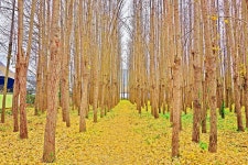 5천 평인데 입장료 무료?... 인기 드라마 촬영지, 황금빛 은행나무 명소 < 여행 < 라이프 < 기사본문 - 오토트리뷴 5천 평인데 입장료 무료?...... 