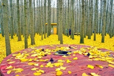 인기 드라마 촬영지, 황금빛 은행나무 명소 < 여행 < 뉴스 < 기사본문 - 오토트리뷴 5천 평인데 입장료 무료?... 인기 드라마 촬영지, 황금빛... 