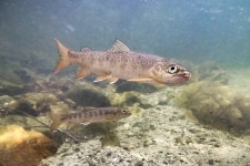 천연 멸종위기종, 백천계곡서 2000마리 방류 < 사회 < 기사본문 - 오토트리뷴 물고기 한 마리에 5000만 원... 천연 멸종위기종, 백천계곡서... 