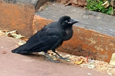 경남 점령한 야생동물, 떼로 나타나 주민 골머리 < 사회 < 기사본문 - 오토트리뷴 하늘에 꺼먼 게 바글바글... 경남 점령한 야생동물, 떼로 나타나... 