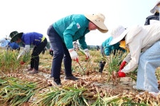 국산 양파의 굴욕... 135% 관세 비웃는 중국산 공습에 농가들은 피눈물 < 사회 < 이슈 < 기사본문 - 오토트리뷴 국산 양파의 굴욕... 135% 관세... 