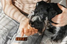 티어리븐(Tiere Lieben) | Hätten Sie diese 8 spannenden Fakten über Tauben gewusst? | Flipboard