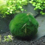                 (특가)모스볼 (5~8cm) - (마리모 어항수초) (특가)모스볼 (5~8cm) - (마리모 어항수초)