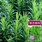                 화분월드 (허브) 로즈마리 씨앗 (70립) 화분월드 (허브) 로즈마리 씨앗 (70립)