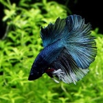                 웰컴펫 하프문 베타 웰컴펫 하프문 베타