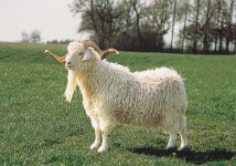 Livestock farming - Goats, Breeds, Herding | Britannica
