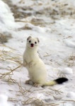 Mustelid | Weasel Family, Adaptations, & Characteristics | Britannica