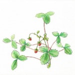 CLASS101 | 여행과 일상을 맛있게 그리는 즐거운 수채화와 펜 스케치 ♪ 여행과 일상을 맛있게 그리는 즐거운 수채화와 펜 스케치... 