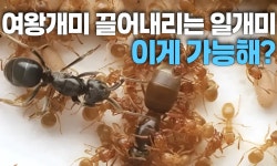 왕좌 차지하는 개미들의 치밀한 전략... 이게 가능해?