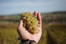 CLASS101 | 20년 경력 와인업계 출신 디렉터에게 배우는 실전 와인 테이스팅 클래스 20년 경력 와인업계 출신 디렉터에게 배우는 실전 와인... 