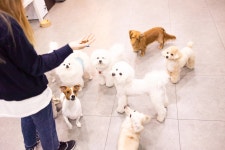 CLASS101+ | Why is my dog having trouble? Dog training for novice dog owners Why is my dog having trouble? Dog training for novice... 