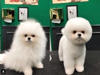 CLASS101 | 도그핏의 애견미용사 실버택이 알려주는 우리집 강아지 셀프미용! 도그핏의 애견미용사 실버택이 알려주는 우리집 강아지... 