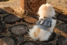 CLASS101 | 현직 패션 디자이너에게 배우는 반려동물 옷 만들기의 A to Z 현직 패션 디자이너에게 배우는 반려동물 옷 만들기의 A to Z... 