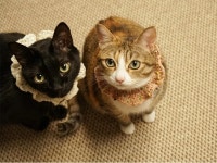 CLASS101 | DIY 하비스트 복조리백 MINI 코바늘 키트 (동영상 포함) DIY 하비스트 복조리백 MINI 코바늘 키트 (동영상 포함) | 슬로우모먼츠