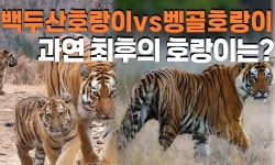 백두산호랑이 vs 벵골호랑이, 누가 최후의 호랑이 될까?