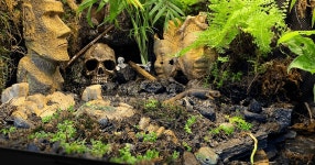 CLASS101 | 방 안의 작은 세상, 내 손으로 만드는 비바리움 방 안의 작은 세상, 내 손으로 만드는 비바리움 | 주노준호