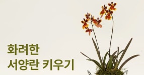 작은아씨들 그 특별한 난초, 초보자의 화려한 서양란 키우기 작은아씨들 그 특별한 난초, 초보자의 화려한 서양란 키우기 | 오솔식물카페