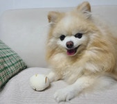 Dog training for novice dog owners Why is my dog having trouble? Dog training for novice dog owners | Jinseok Choi