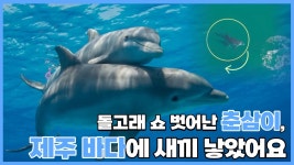 춘삼이매점 | '돌고래 쇼' 벗어난 춘삼이, 제주 바다에 새끼 낳았어요