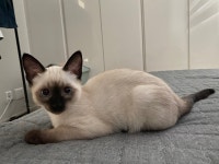 고양이 보고 가세요~ : 클리앙