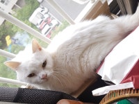 묘르신께서 심기불편하시다고 선풍기를 끄셨습니다 : 클리앙