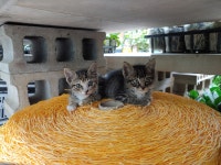 깡패길냥이새퀴들 보고 가세요~~~ : 클리앙