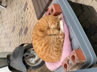 기숙사에 사는 고양이 : 클리앙