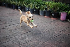 강아지가 막 뛰어다닐땐.. : 클리앙