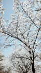 서호공원 벚꽃근황 : 클리앙