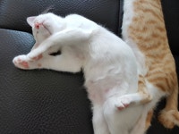 부농맛.jpg