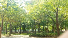 현직 서울숲입니다.