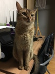 둘째 냥냥이 : 클리앙