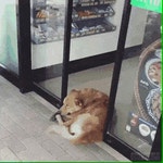 편의점의 개진상.gif : 클리앙
