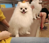 멍뭉이들 사진발 잘 받는 장소 : 클리앙