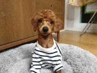 첨으로 미용시켜봤네요 : 클리앙