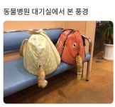동물병원 대기실에서 본 풍경 jpg : 클리앙