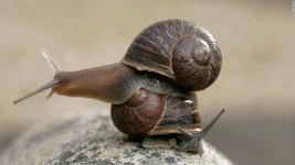 Jeremy the snails offspring offer details about lefty snails - CNN Two lefties make a right, if youre a rare garden snail 