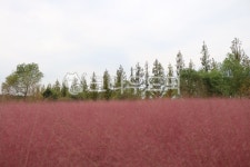 nature, 자연, 핑크뮬리, plant, 식물, 사진,이미지,일러스트,캘리그라피 - dindyu작가 크라우드픽 - 저작권 걱정 없는 상업용 이미지