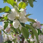 plant, 식물, 정원, 하얀꽃, 꽃, 사진,이미지,일러스트,캘리그라피 - 하양이의 세 번째 집사작가 크라우드픽 - 저작권 걱정 없는 상업용 이미지