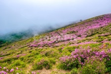 황매산, 철죽, 꽃, 봄, 산, 사진,이미지,일러스트,캘리그라피 - 사진속으로작가 크라우드픽 - 저작권 걱정 없는 상업용 이미지
