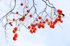 감, persimmon, 홍시, 과일, fruit, 사진,이미지,일러스트,캘리그라피 - 고운경작가 크라우드픽 - 저작권 걱정 없는 상업용 이미지