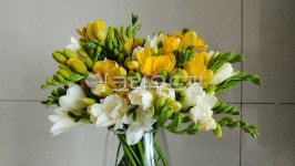 프리지아, 후리지아, 프리지어, freesia, 꽃, 사진,이미지,일러스트,캘리그라피 - tuddnr작가 크라우드픽 - 저작권 걱정 없는 상업용 이미지